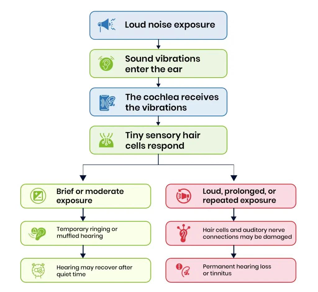 Impact of loud noise on ears